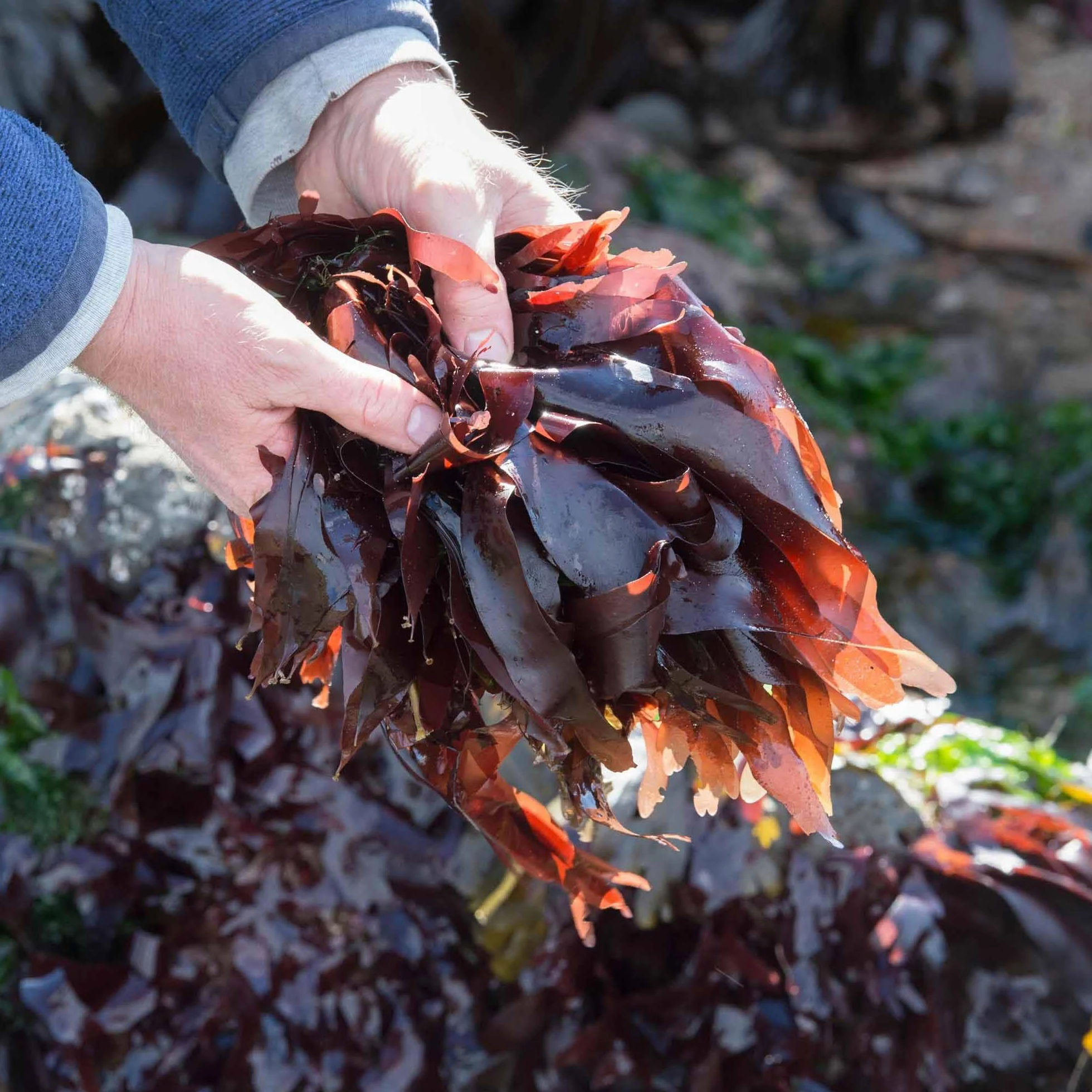 Bio Alga Dulse Copos 2 mm | 50 g de Atlántico Norte | Palmaria palmata es rica en vitamina B12 | ALGALICIOUS Algas irlandesas silvestres y recolectadas manualmente