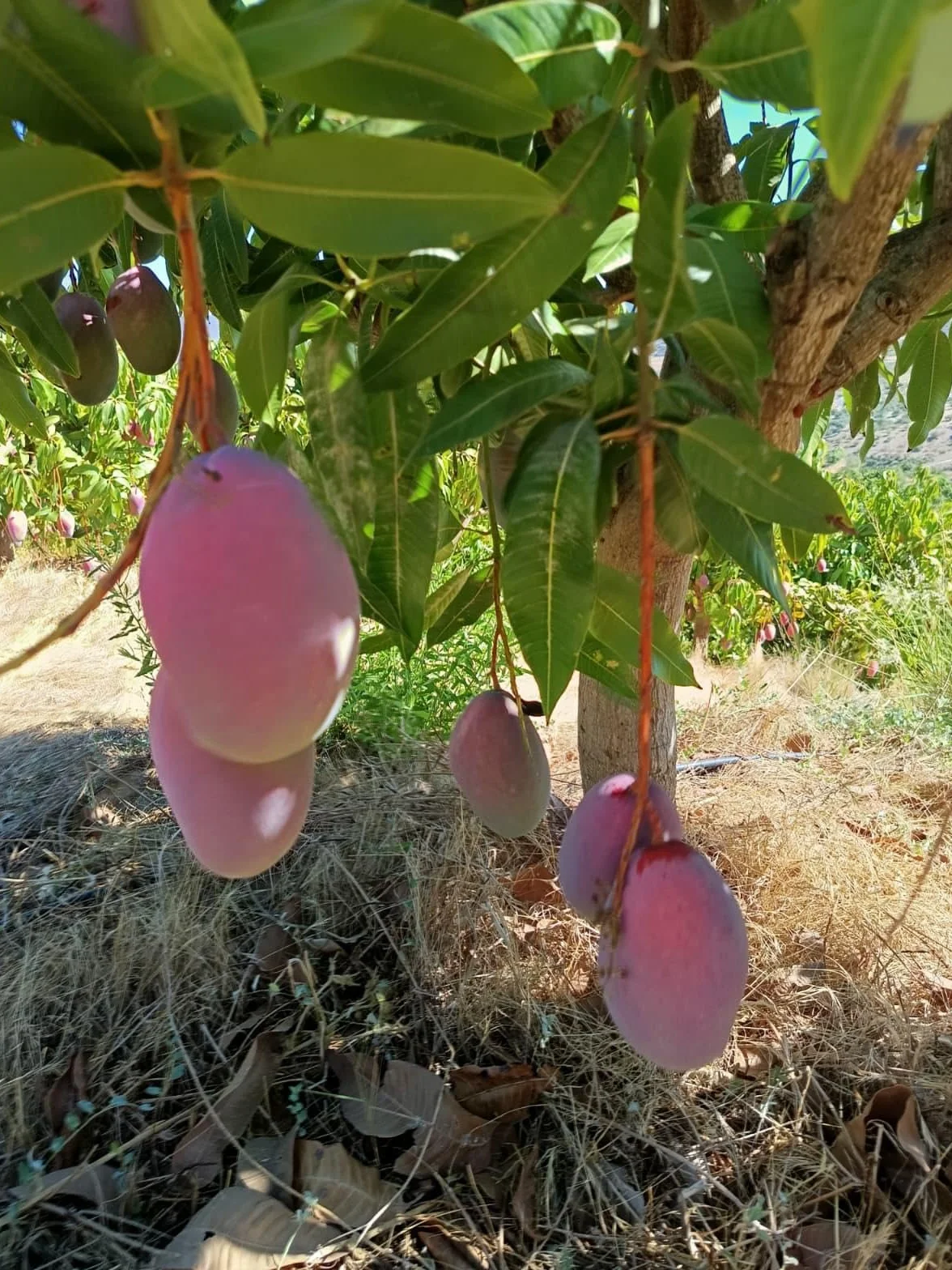 Vitalem Caja de Mangos 2.5kg Cultivo Local Axarquía Málaga Fruta Fresca Temporada Directo Agricultor Natural Sostenible