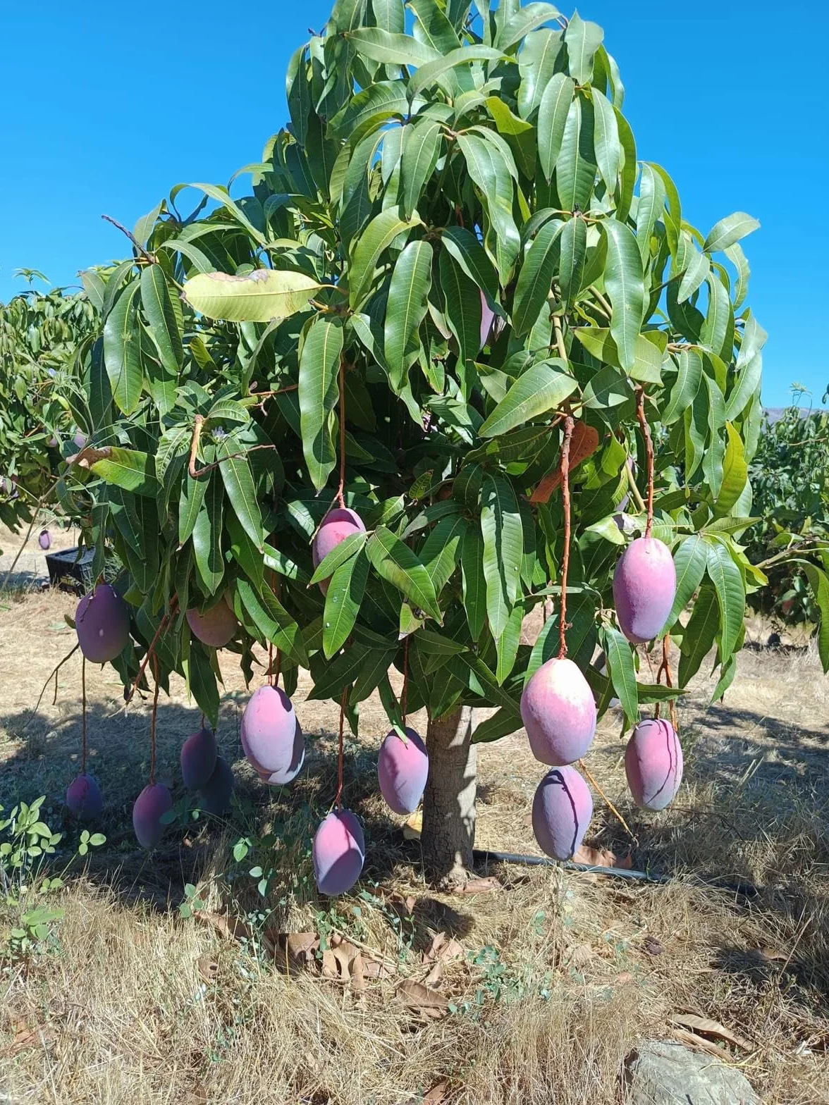 Vitalem Caja de Mangos 2.5kg Cultivo Local Axarquía Málaga Fruta Fresca Temporada Directo Agricultor Natural Sostenible