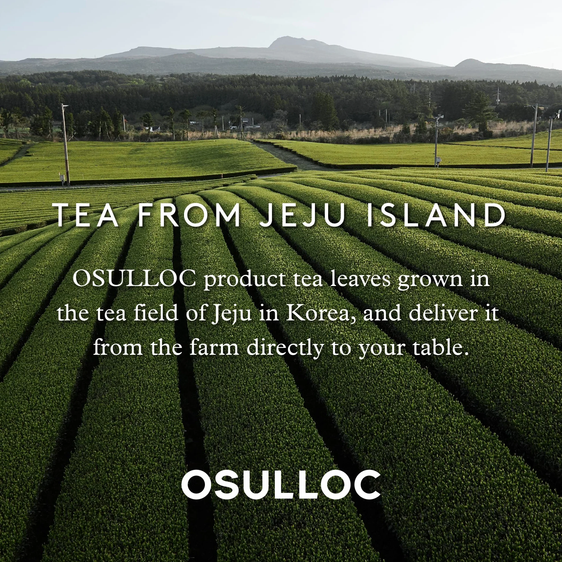 Osulloc Té de pera con miel premium Jeju bolsitas 20 unidades 30 g