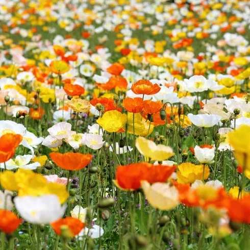 Amapola Iceland Poppy 0,25 gr semillas para más de 1000 flores