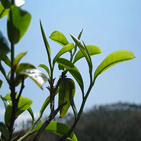 100g (0.22LB) Aguja de Plata, Té Blanco Baihaoyinzhen Punta Blanca, Pekoe Árbol Viejo, Comida Orgánica Natural, Té Crudo Chin