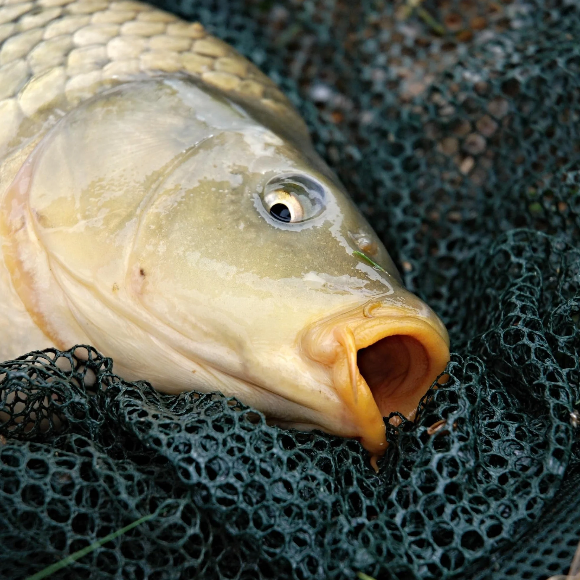 Juego de 3 buscadores plegables de 15 g - Pesos de plomo - Accesorios de pesca
