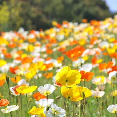 Amapola Iceland Poppy 0,25 gr semillas para más de 1000 flores