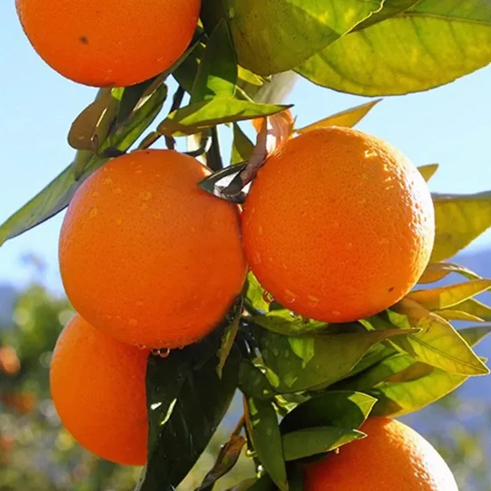 Naranjas de temporada 4kg 9kg 15kg cultivadas sostenible Castellón España directas del agricultor