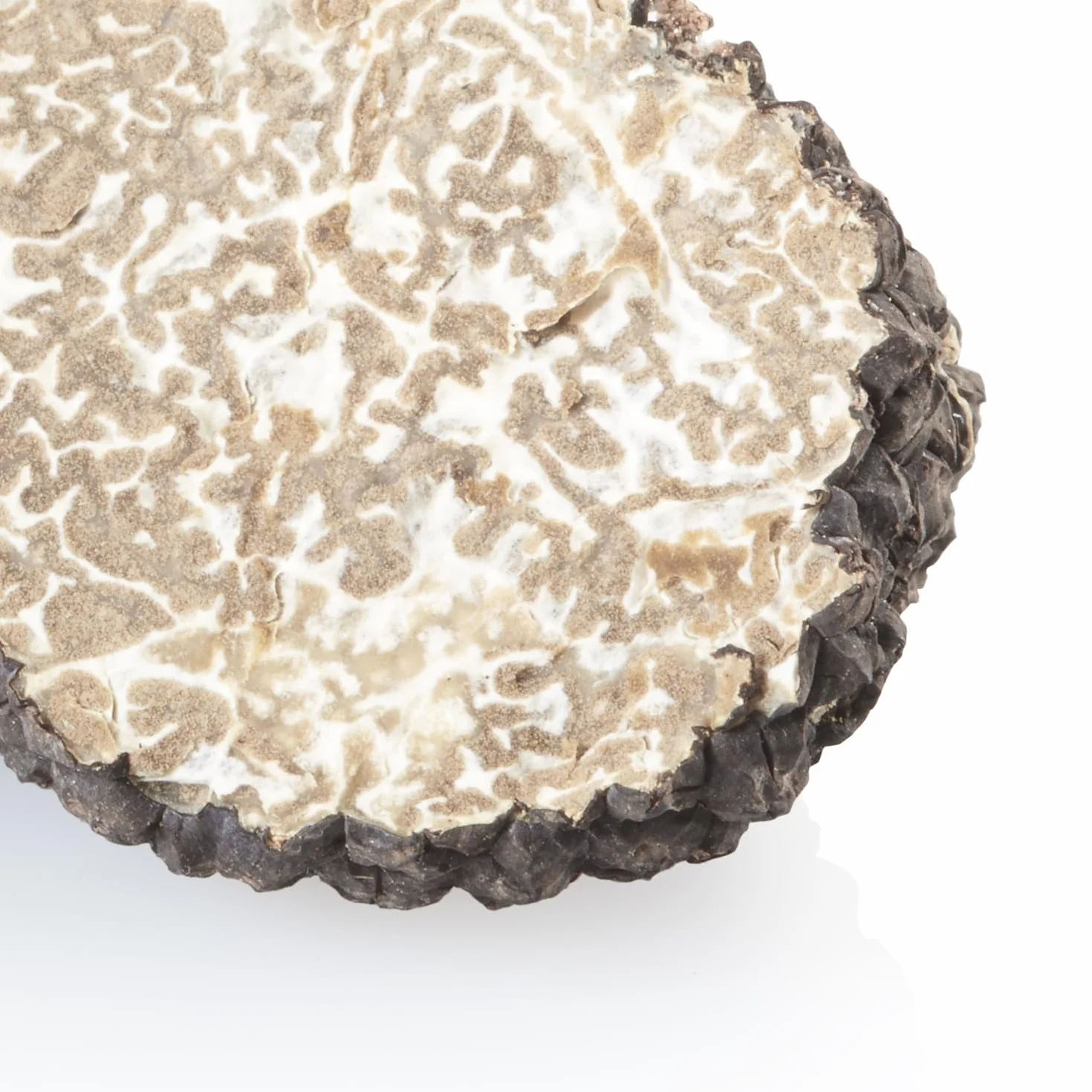 Trufa de Verano Tuber Aestivum Fresca 70gr