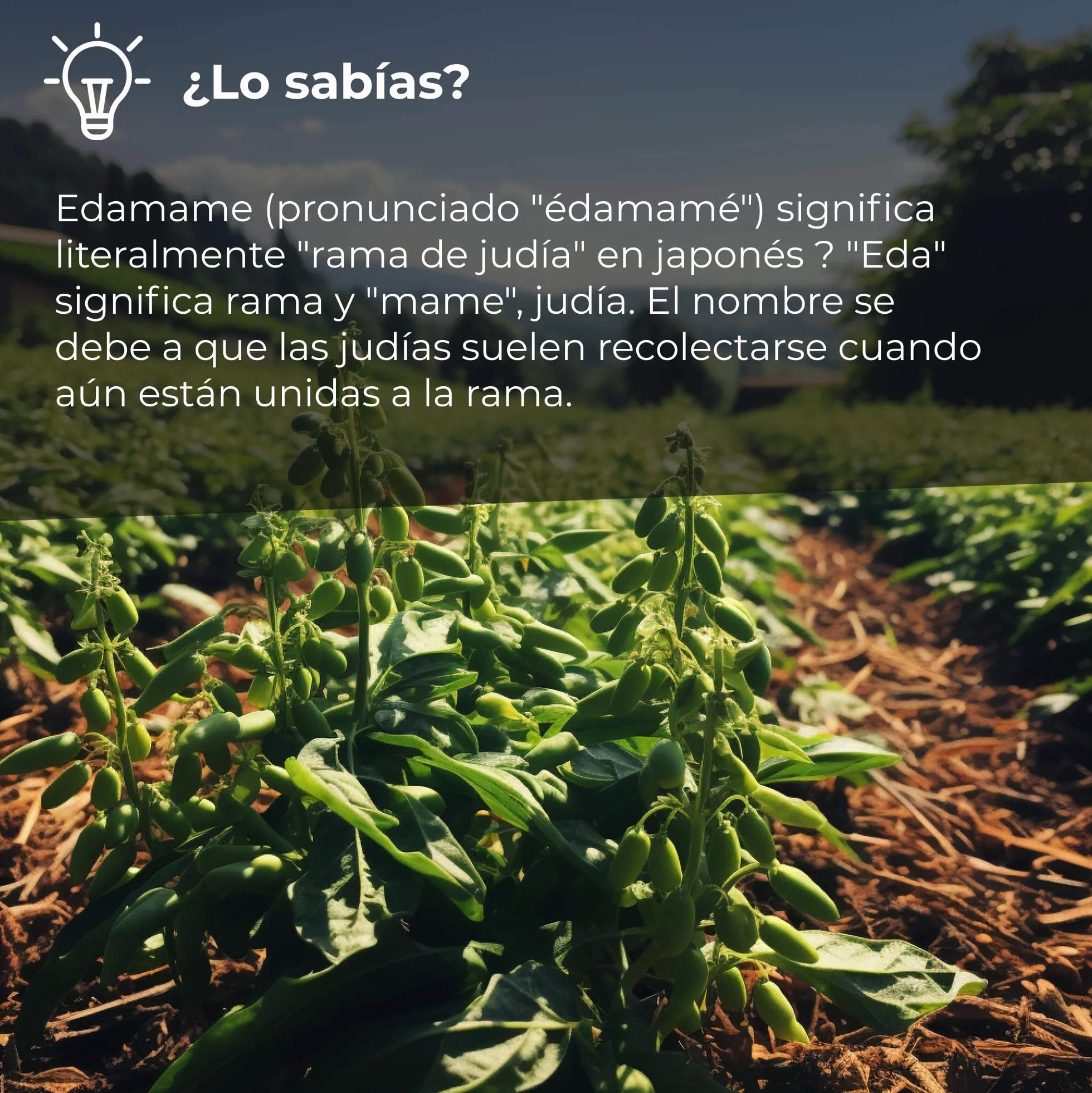 Habas de Soja Negra Tostadas 1kg | Soja Madura Tostada Ligeramente Saladas | 100% Origen Natural | Libre de Transgénicos (GMO free) | Altas en Fibra | Proteína para Veganos y Vegetarianos | Dorimed