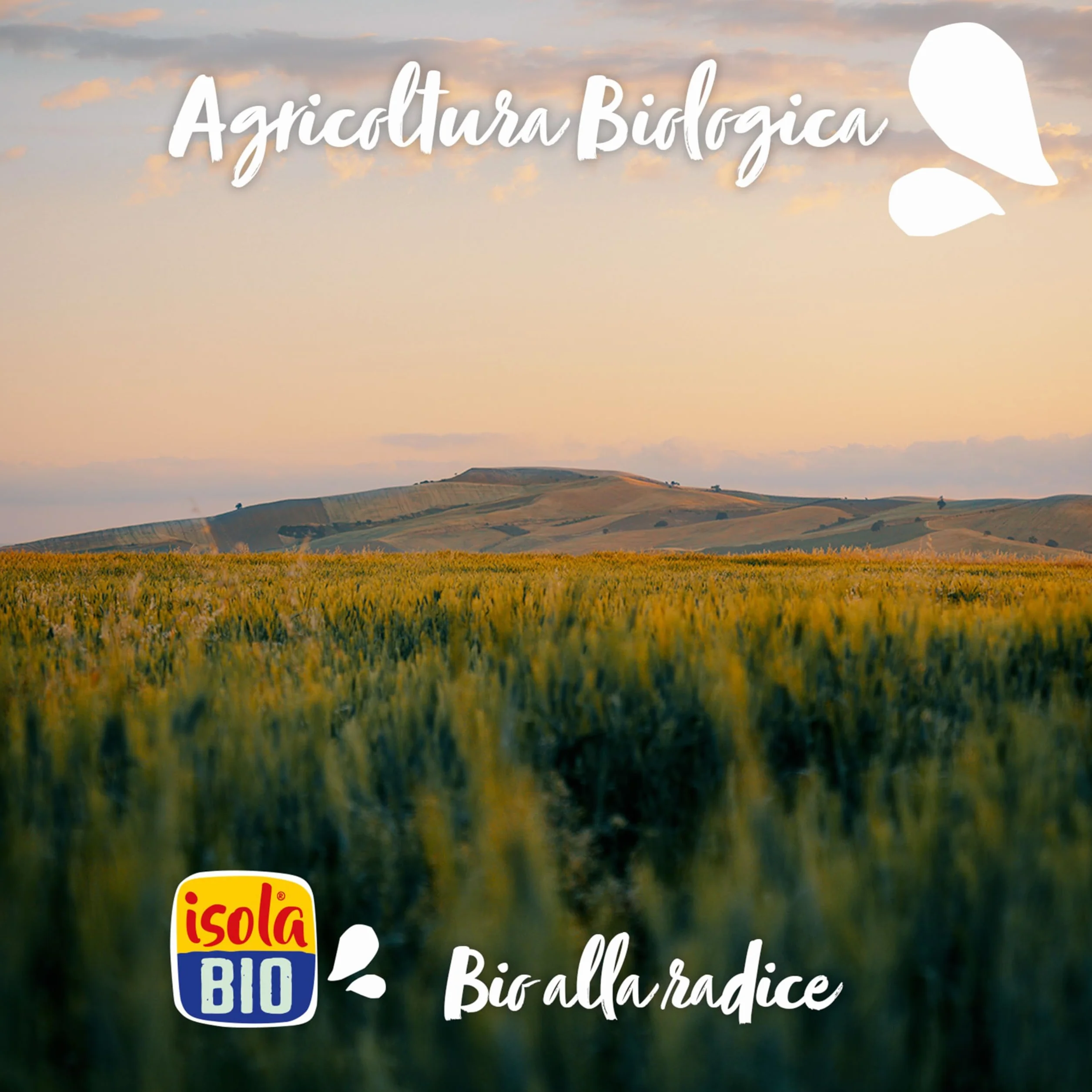 ISOLA BIO Bebida Ecológica Vegetal de Avellanas Pack 6 x 1 L Sin Azúcar Añadido Sin Lactosa Vegano