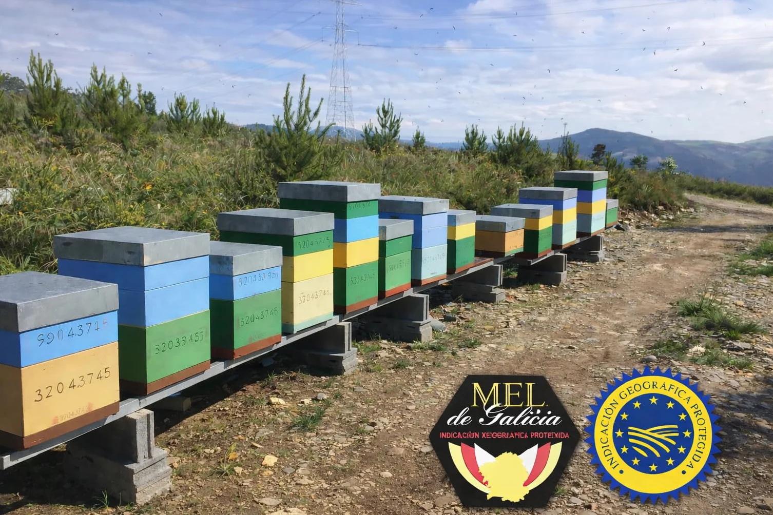 Miel Cruda de Montaña de Galicia IGP 1 kg – 100% Natural Sin Filtrar ni Pasteurizar | Miel Artesanal Directa del Apicultor | Conde Santo