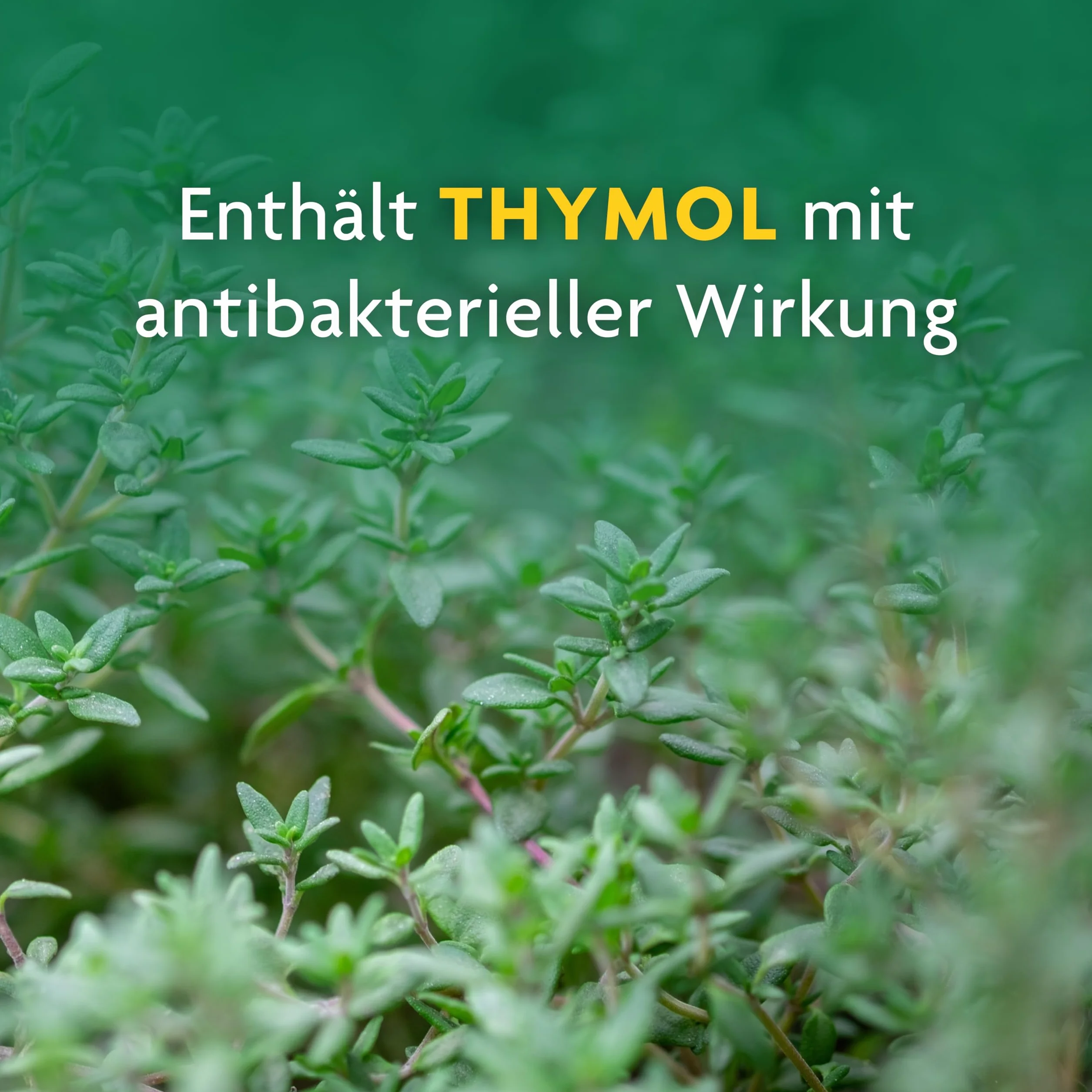 Schoenenberger naturreiner Heilpflanzensaft Thymian, 600 ml Lösung