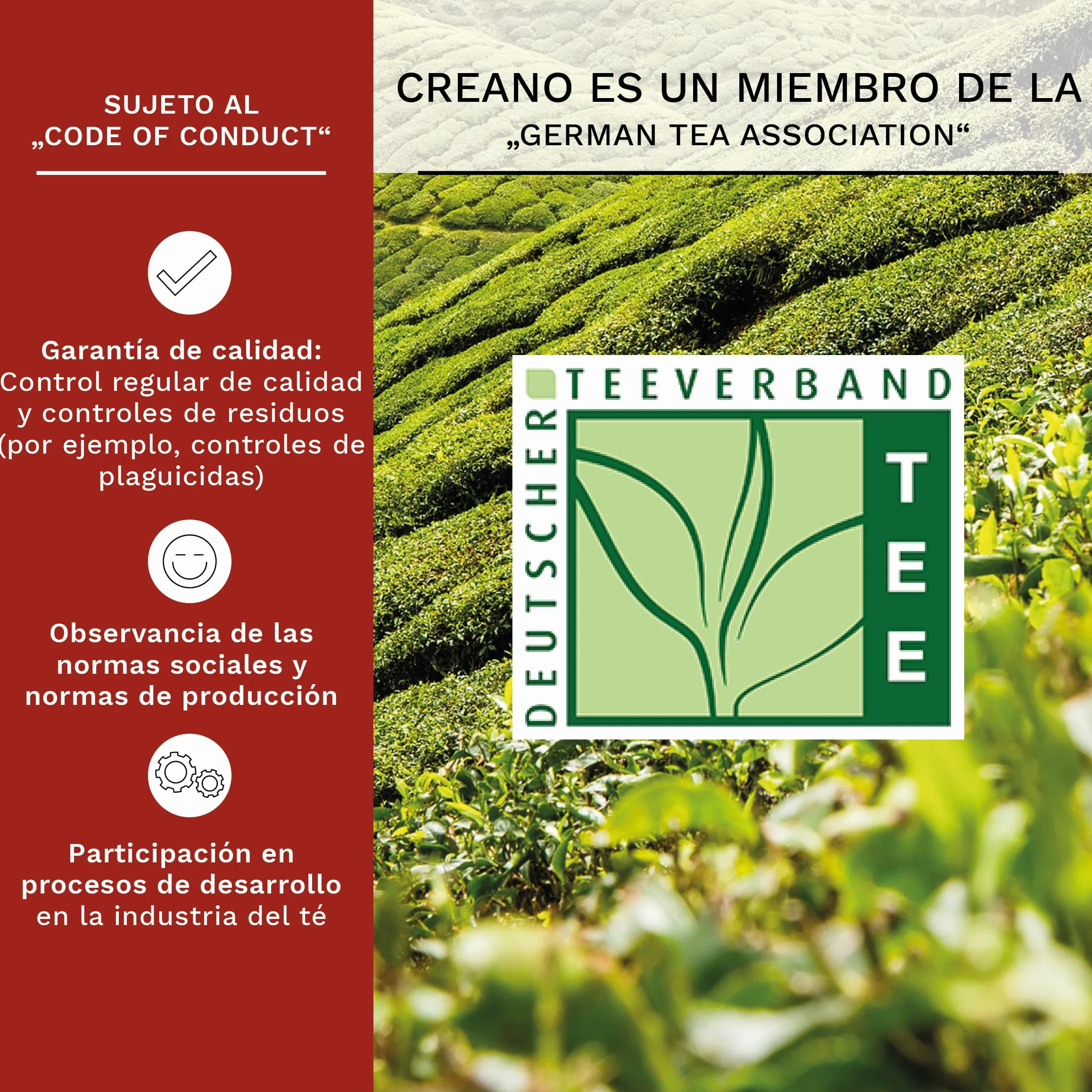 Creano Flores de Té Blanco 6 uds – Cofre de Madera con Tetera de Vidrio 500ml Antigoteo – Set de Lujo para Regalo – Té en Flor Hecho a Mano