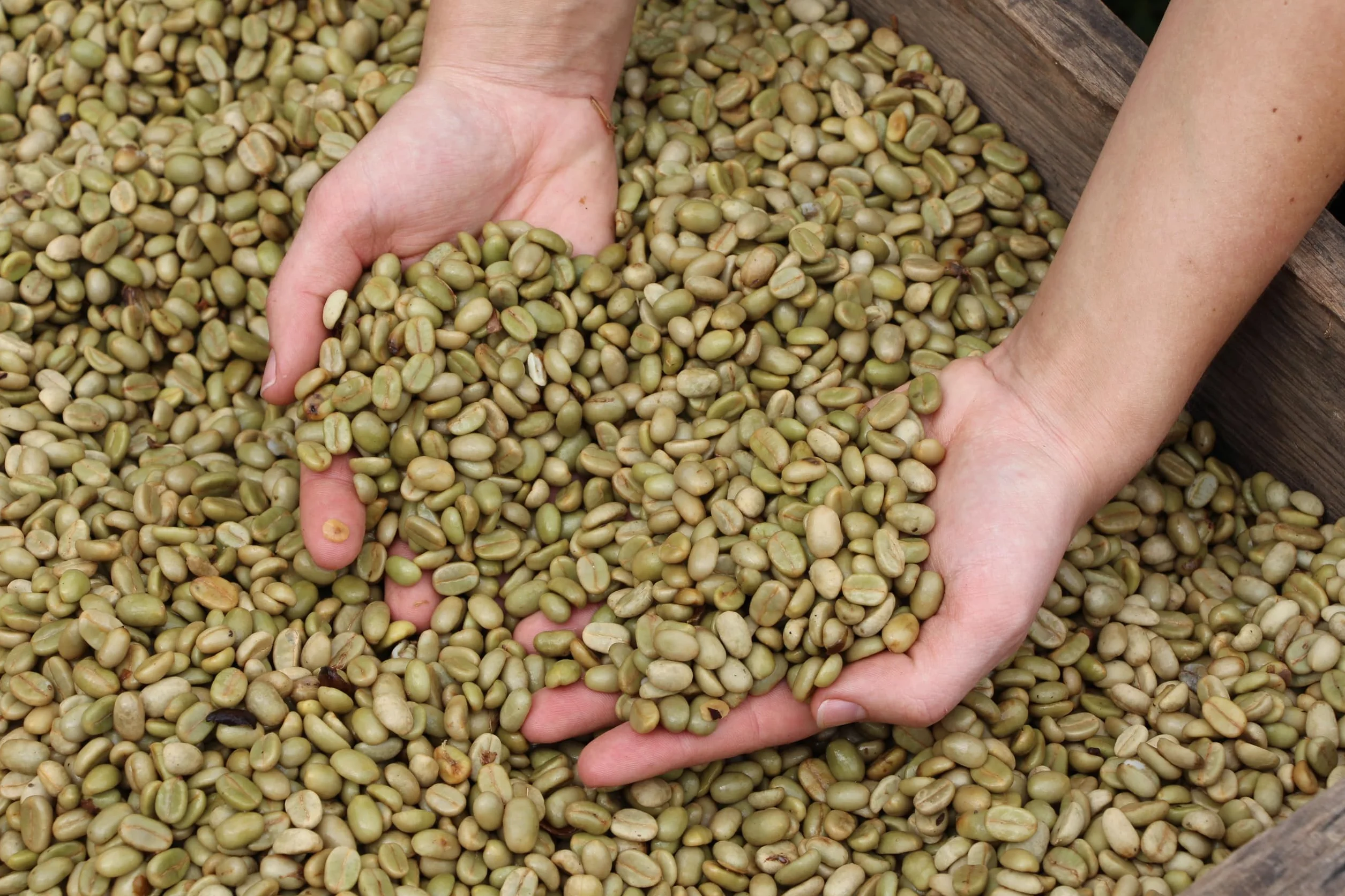 Guggenheimer Coffee Pack Degustación Café En Grano 1kg (2x500g) Supreme Y Gourmet Arabica Tueste Italiano Baja Acidez