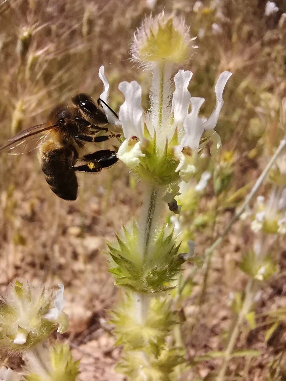 Miel Pura de Abeja. Cruda, natural y Artesanal MIL FLORES RECIEN COSECHADA ABRIL 2026. Origen ESPAÑA. Directa del Apicultor. Nerpio, Sierra del Segura - 950gr