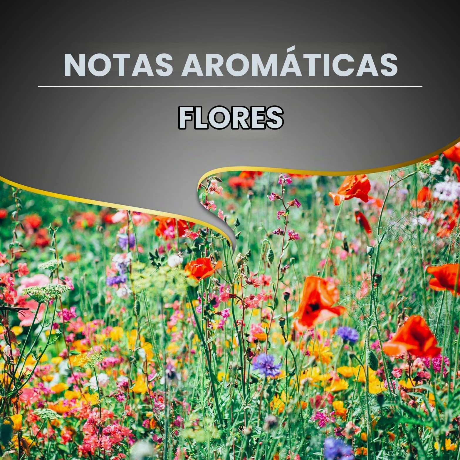 Lavazza, Espresso Barista Perfetto, Café en Grano Natural, Ideal para Máquina de Café Espresso o Superautomática, con Notas Aromáticas Florales, 100% Arábica, Intensidad 6/10, Tueste Medio, 1 kg