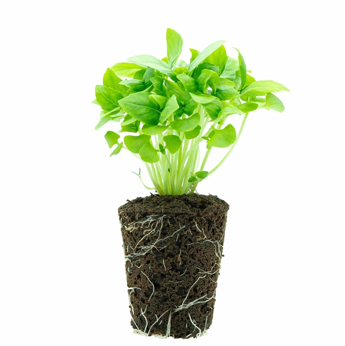 Pack de 4 Planteles de Albahaca Fresca 20g - Homemade Pesto Kit - Cultivo Vertical sin Tierra - Hierba Aromática