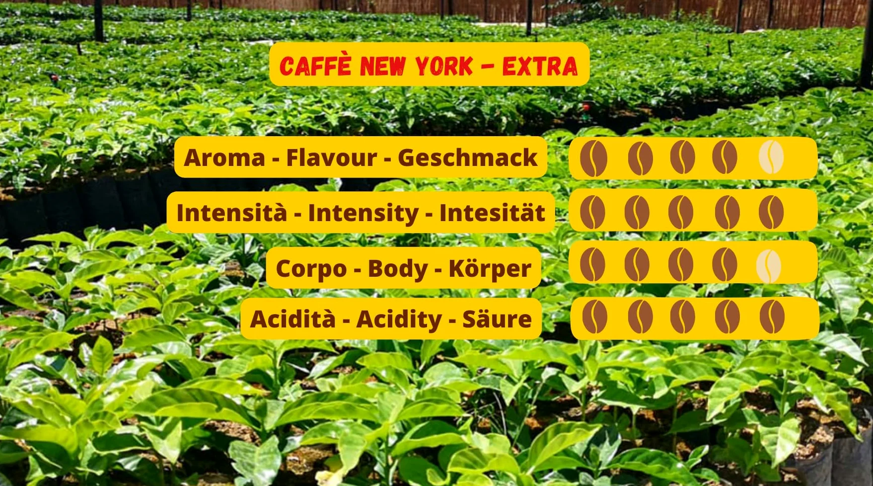 Caffè New York - EXTRA - Granos de café - 1000g