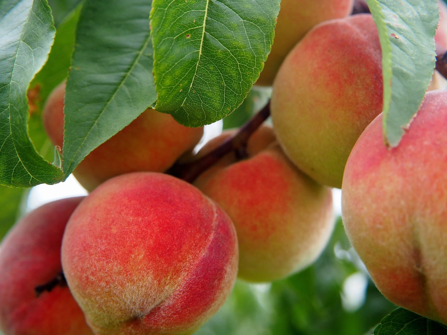 Melocotones blancos frescos, frutos grandes, 10 unidades / paquete