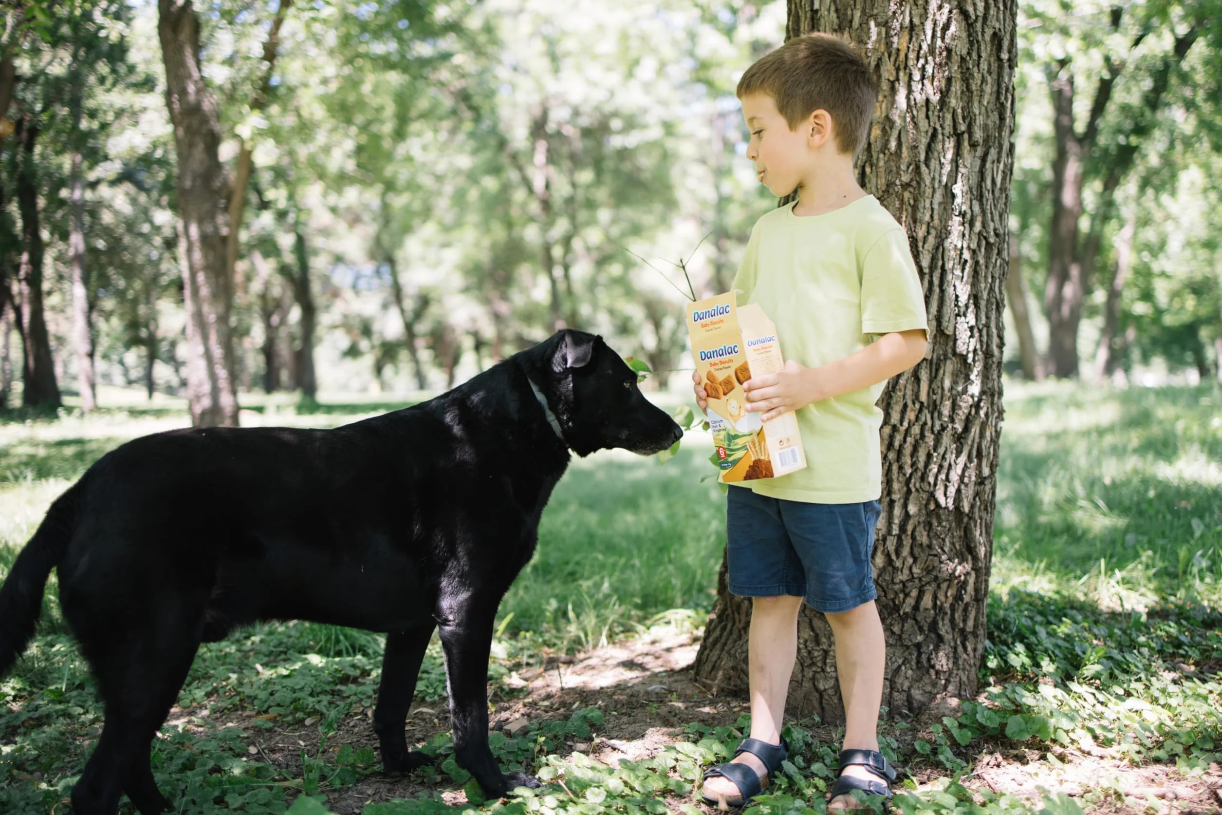 Danalac, Paquete De Galletas De Cacao Para Bebés De Bocadillos Para Niños Pequeños De 6 Meses O Más Con Calcio, Hierro Y Vitaminas, 120 Gramos