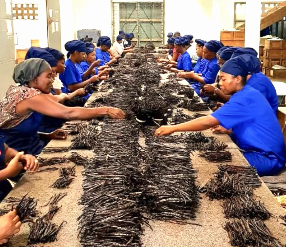 20 vainas de vainilla Bourbon de Madagascar, grado A, 16-18 cm, 78 g