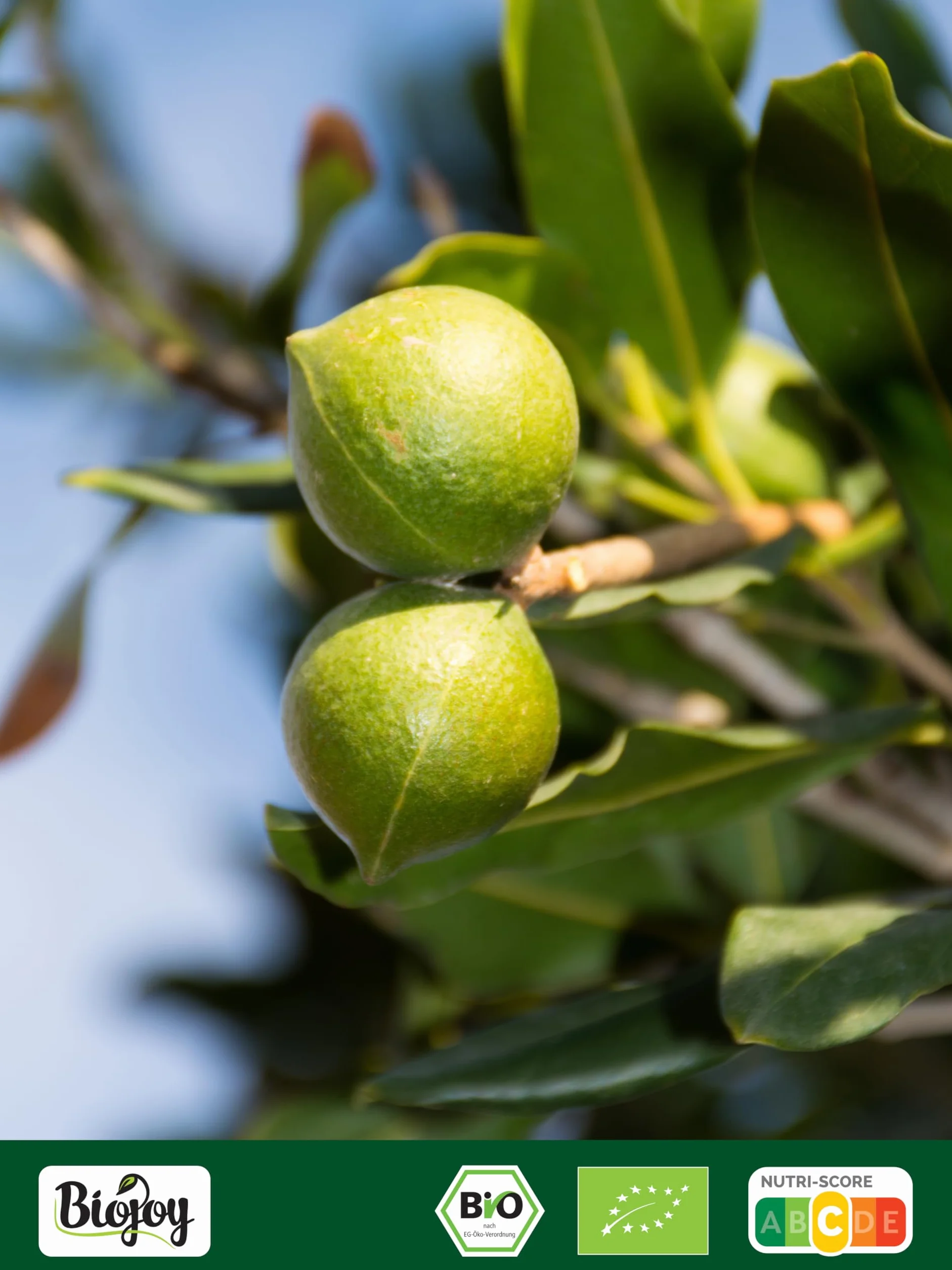 Biojoy Nueces de Macadamia Ecológicas 1 kg, crudas y enteras, sin sal