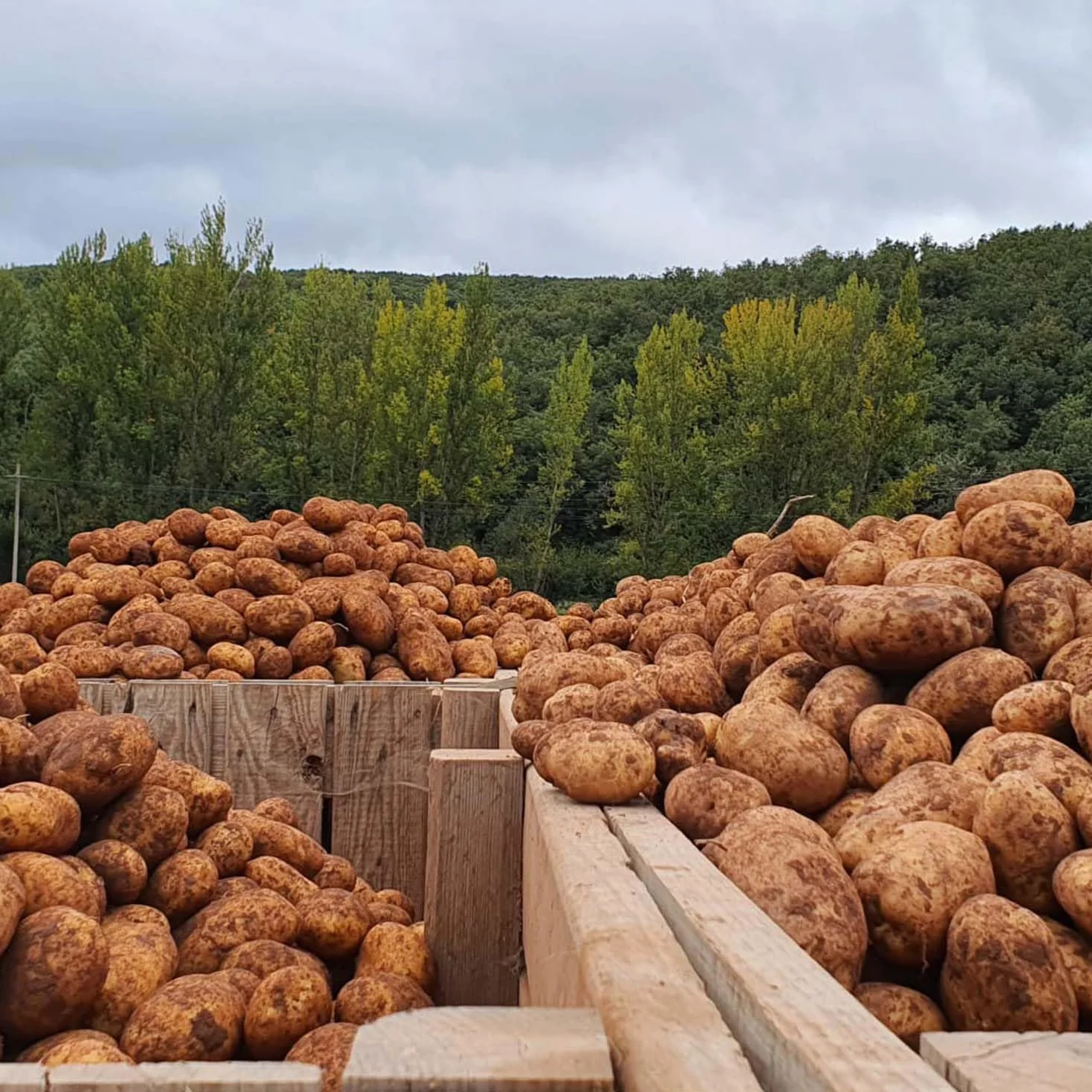 PATATAS VALLUCAS, Patata de Valderredible Agria 100% Local y Sostenible, Ideal para Freír y Cocinar, Caja Fresca de 10 kg