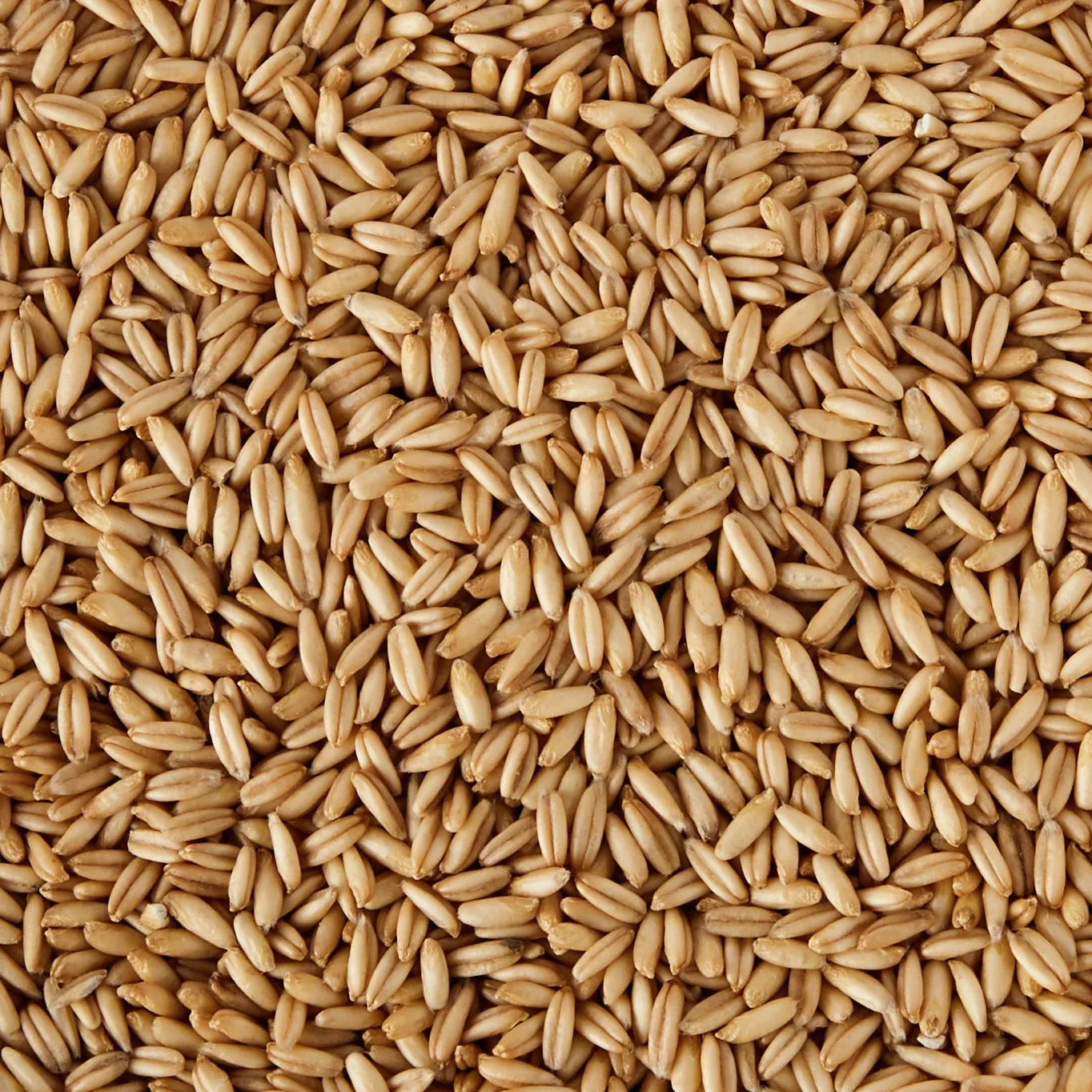 Biográ Avena En Grano 500G Biogra Bio Biográ 100 g