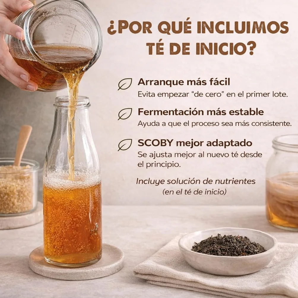 Pack 2X Disco SCOBY Kombucha Fresco + Instrucciones + Recetas + Ayuda y Asesoramiento en español - OH MY KÉFIR