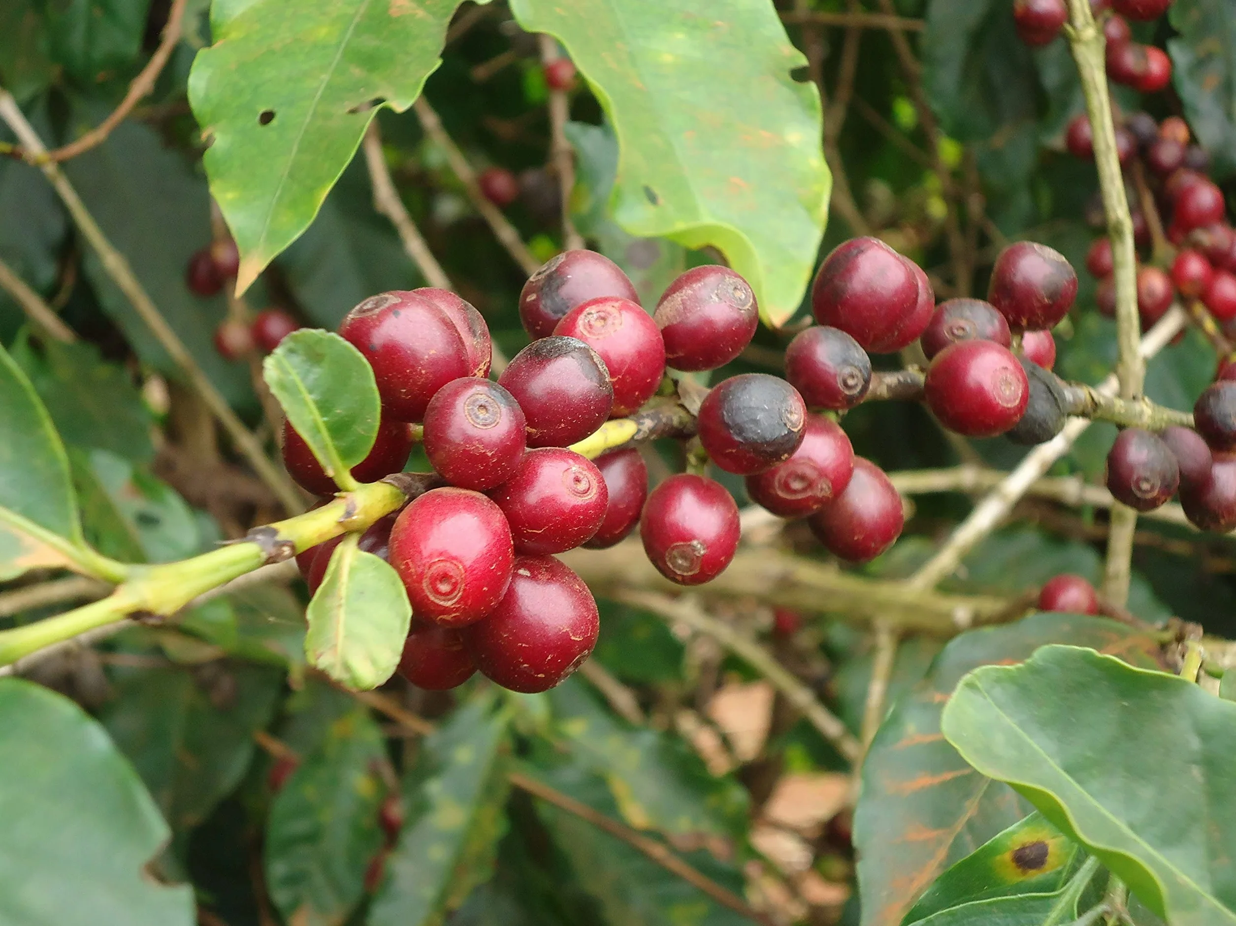 CAFES GUILIS DESDE 1928 Café Colombiano en Grano 100% Arábica Tueste Natural Finca Mocatán 1kg