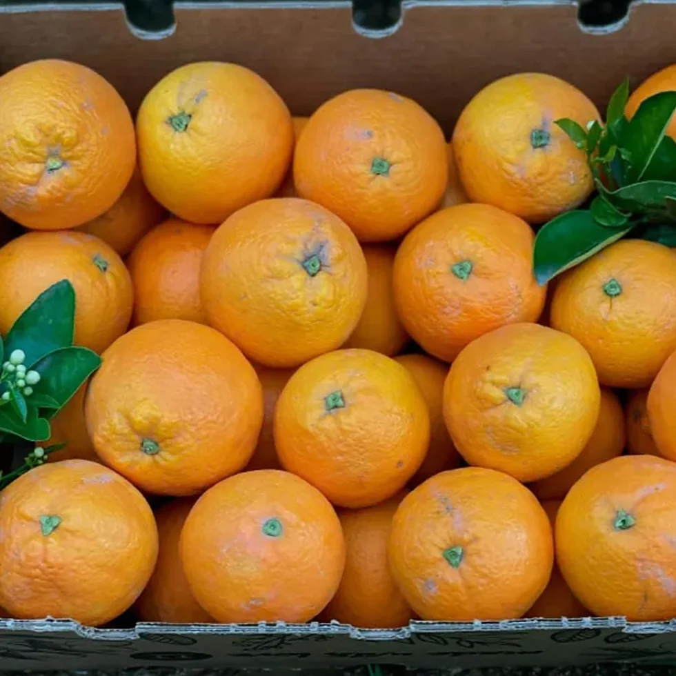Naranjas de temporada 4kg 9kg 15kg cultivadas sostenible Castellón España directas del agricultor