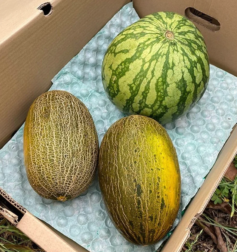 Caja 1 sandía rayada y 2 melones piel de sapo | Comprar sandía rayada 6kg y melones piel de sapo 2,70kg cada pieza. Fruta directa del agricultor de Castellón (España)