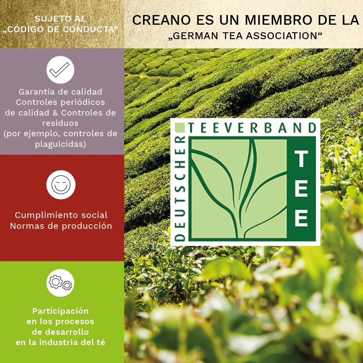 Creano Cofre de Oro Mezcla Flores de Té 6 uds Tetera de Vidrio 500ml Antigoteo Blanco, Verde y Negro