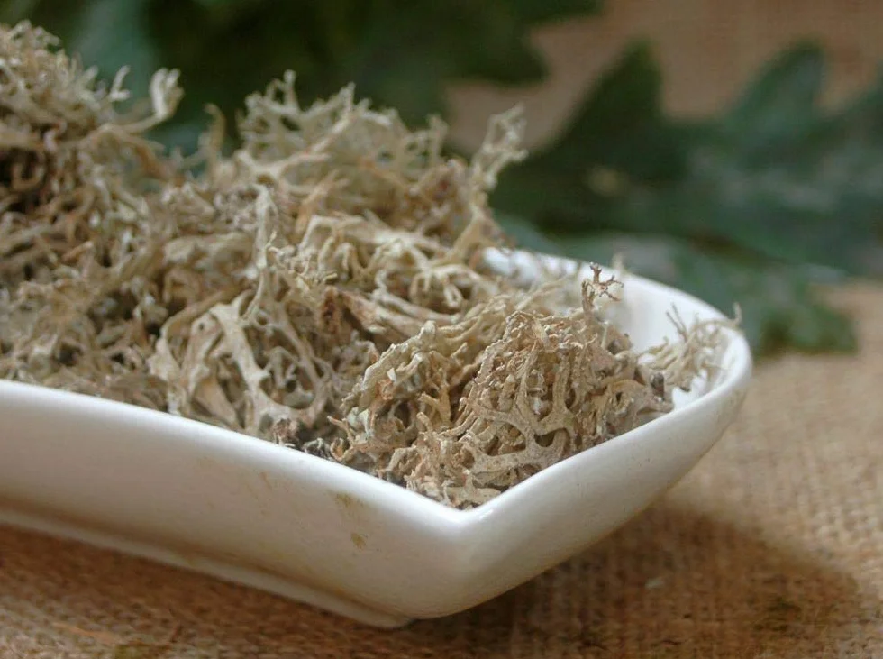 Krauterino24 - Musgo de roble cortado, cantidad: 500 g