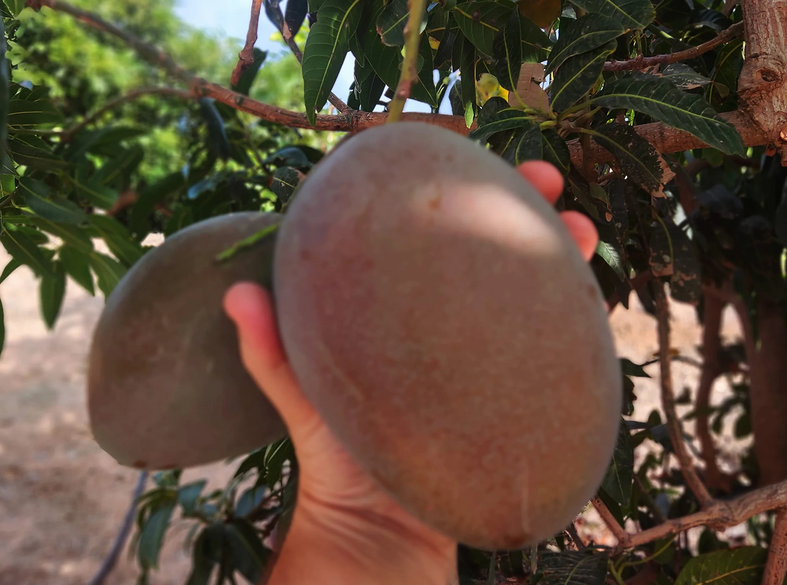Mango fruta Pack 2kg - Mangos de España - Costa Tropical de Granada