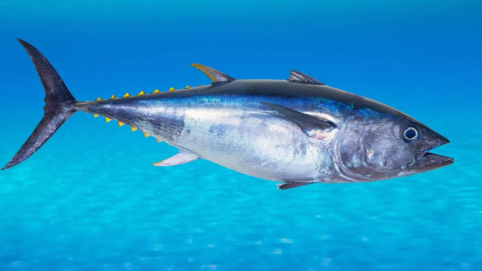Pescadería Premium Pescado Fresco Atún Rojo Salvaje 0,5 kg