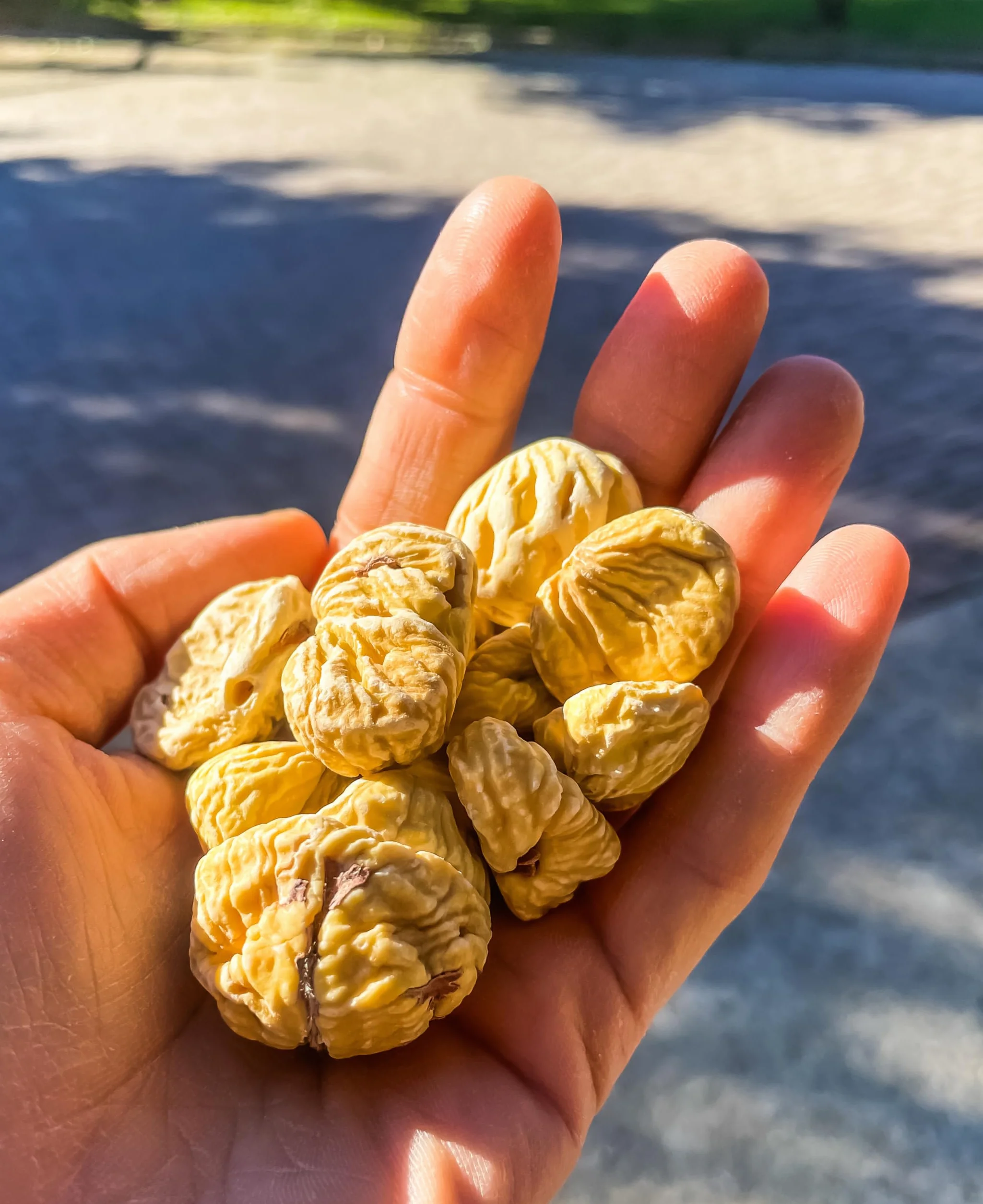 Castañas Secas Garessine Italiano Orgánico (1 Kg - 4 paquetes de 250g)