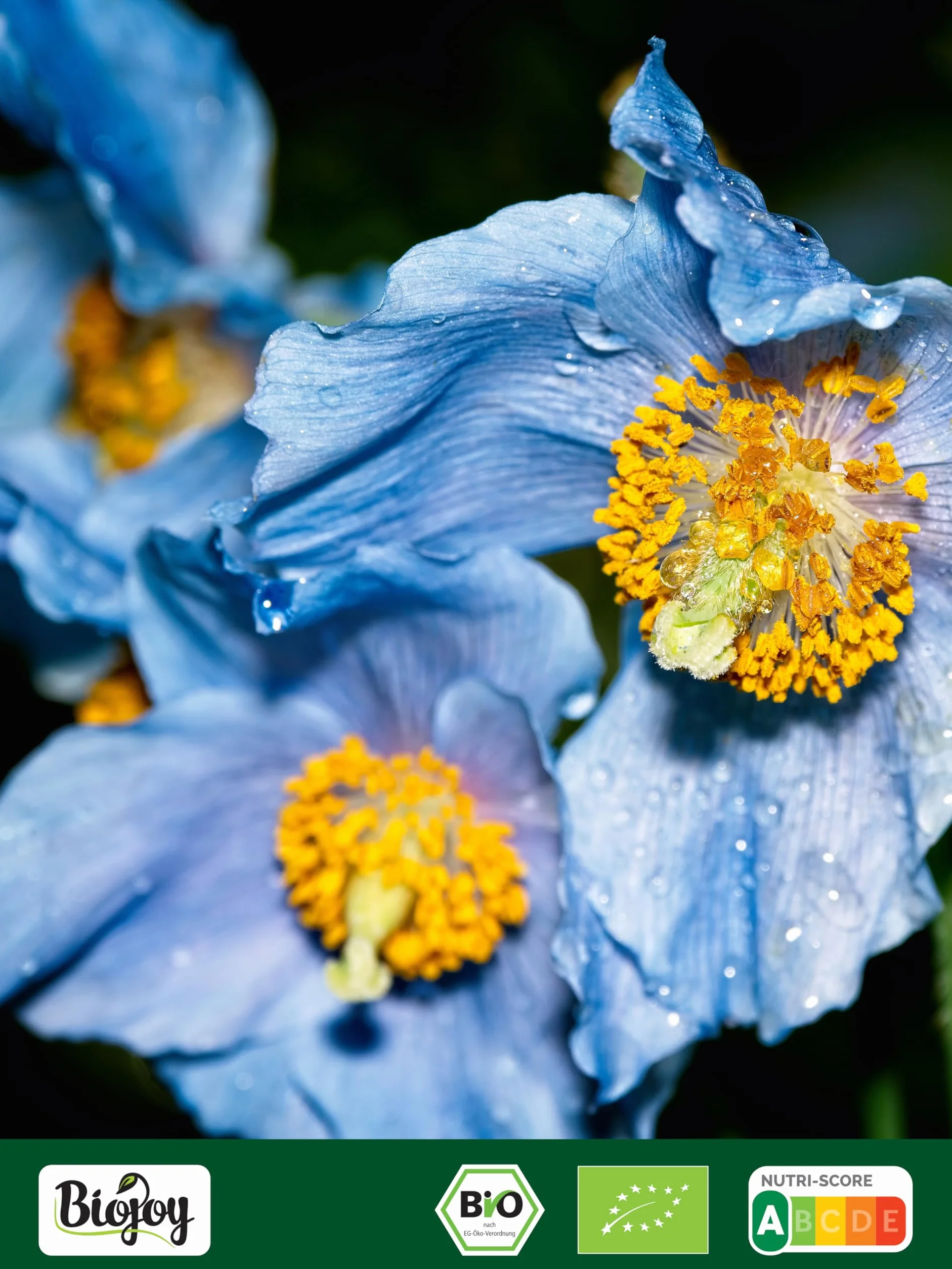 Biojoy Semillas de Amapola Azul Ecológicas (2 kg), crudas y enteras, sin aditivos