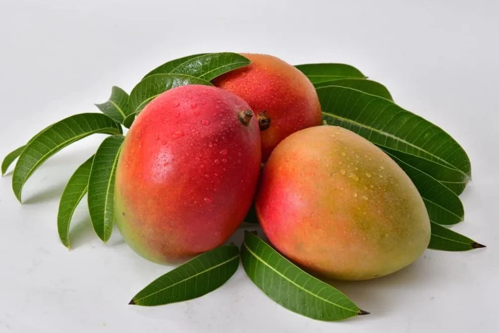 Mango fruta Pack 2kg - Mangos de España - Costa Tropical de Granada
