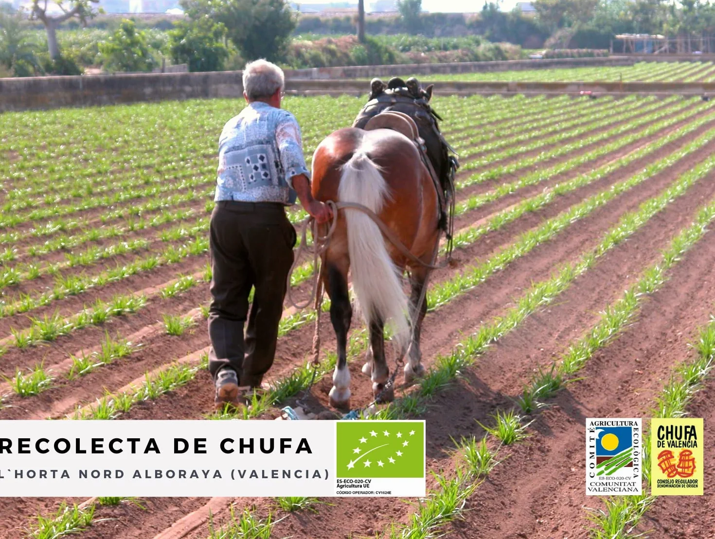 Chufa ecológica BIO 1 Kg Atmósfera protectora D.O. València - Món Orxata. Ideal para consumo en crudo o para elaboración de horchata. Conservar a menos de 15º