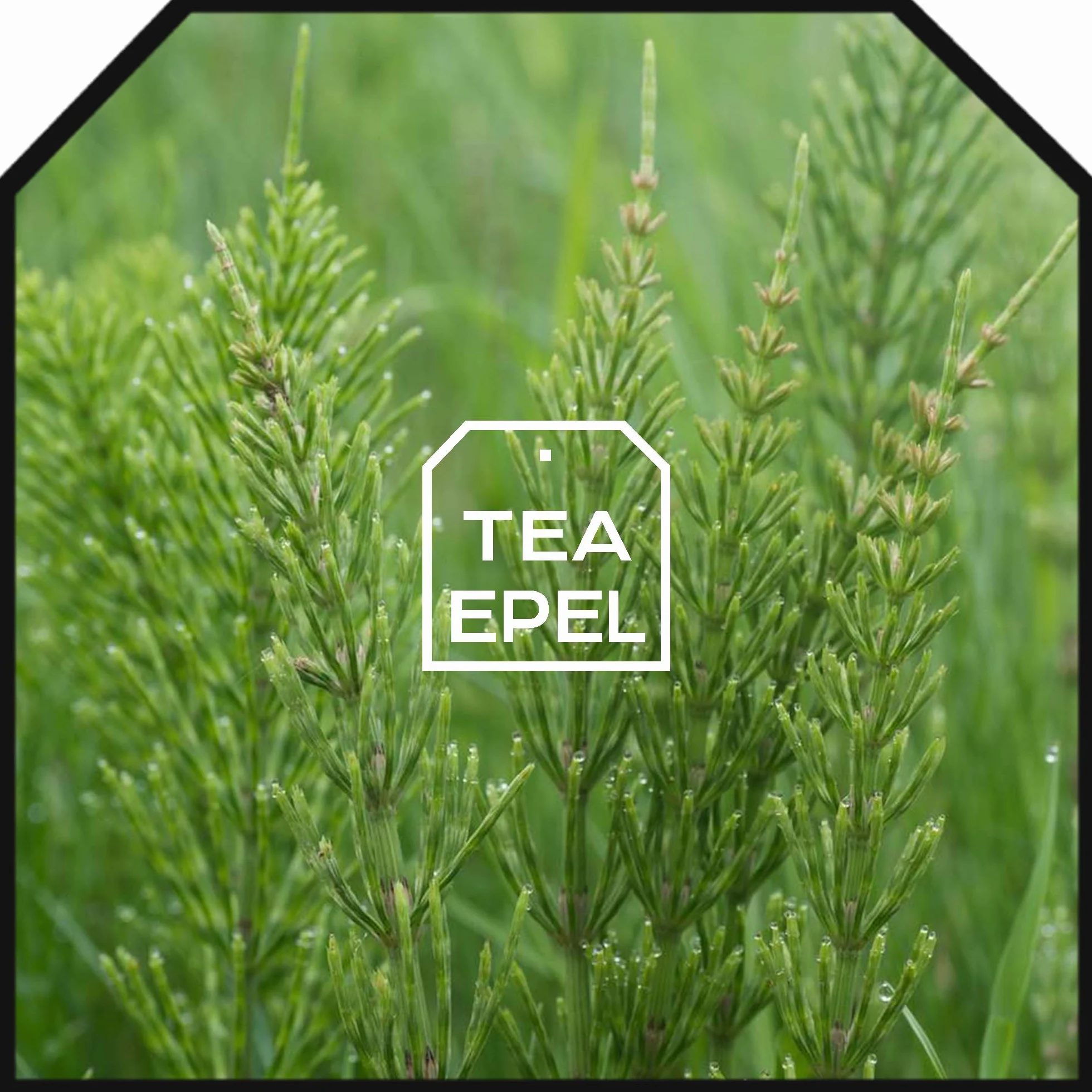 Cola de Caballo Infusión 200 gr - Té de Cola de Caballo a Granel - Propiedades Naturales - Infusiones de Hierbas