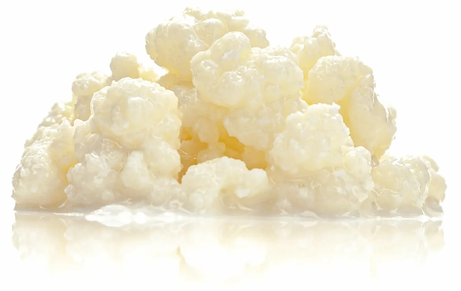 Pack Nódulos 10g Kéfir de Leche + 50g Nódulos Kéfir de Agua – Probióticos Naturales para Fermentar Bebidas Saludables – Fácil de Usar y Reutilizable - OH MY KÉFIR®