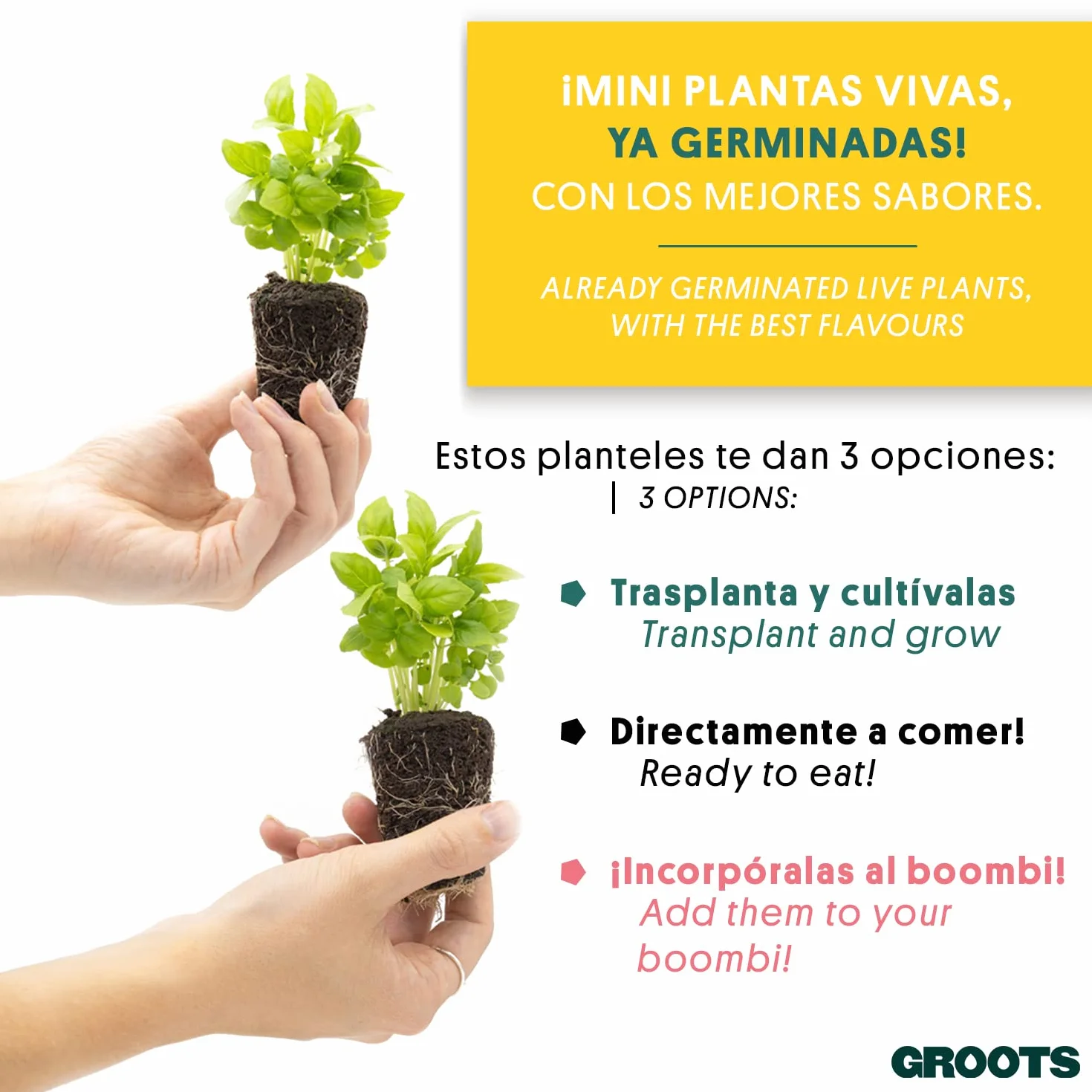Pack de 4 Planteles de Albahaca Fresca 20g - Homemade Pesto Kit - Cultivo Vertical sin Tierra - Hierba Aromática