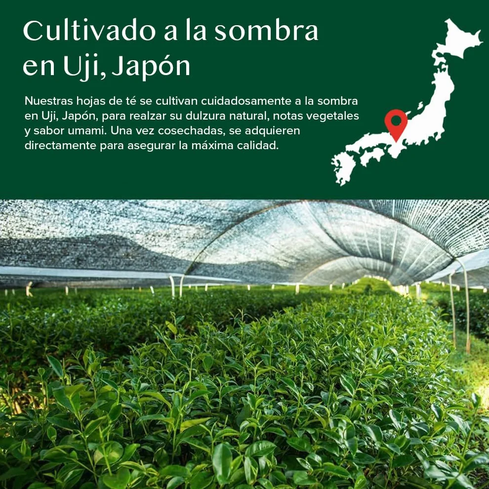 VAHDAM Polvo de Matcha Vainilla 100g-50 Tazas | Matcha Uji & Vainilla de Madagascar | 100% Natural | Té Verde Japonés Premium | Para Latte & Té