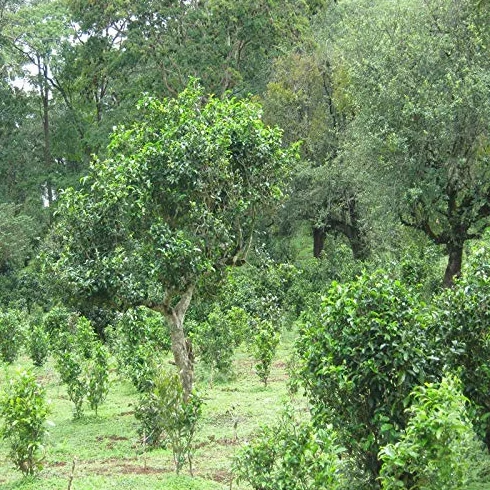 100g (0.22LB) Aguja de Plata, Té Blanco Baihaoyinzhen Punta Blanca, Pekoe Árbol Viejo, Comida Orgánica Natural, Té Crudo Chin