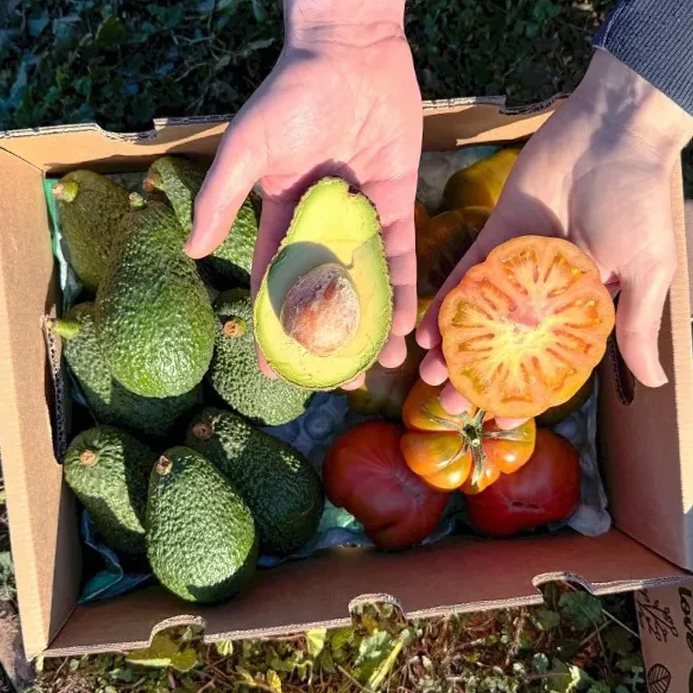 Caja de aguacates hass y tomate raf | 2 kg de Aguacates Hass y 2 kg de Tomate Raf, frescos y naturales, cultivados en Castellón (España), sin químicos y enviados directamente del campo a tu casa