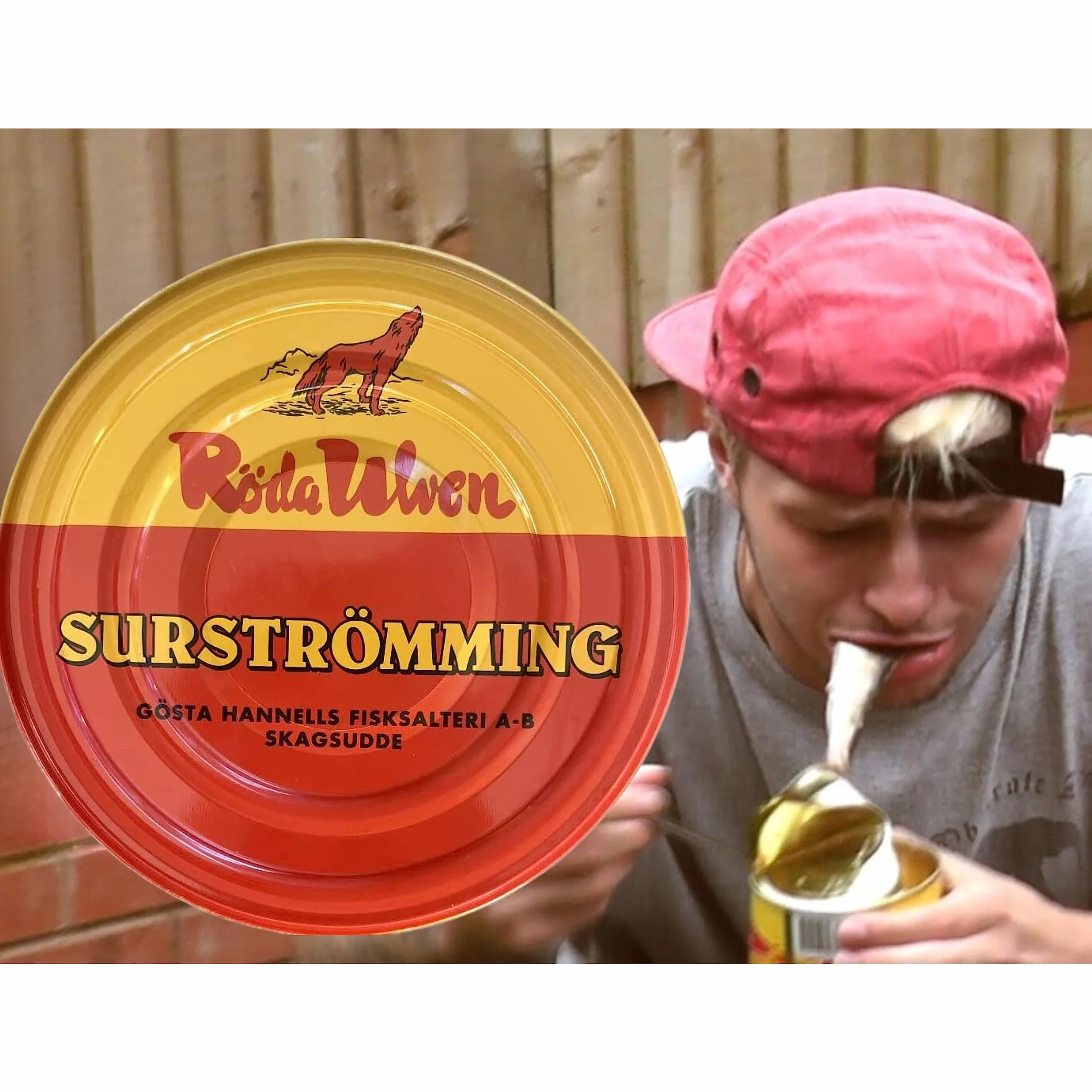 Röda Ulven Surströmming Arenque Fermentado 300g Lata Especialidad Sueca