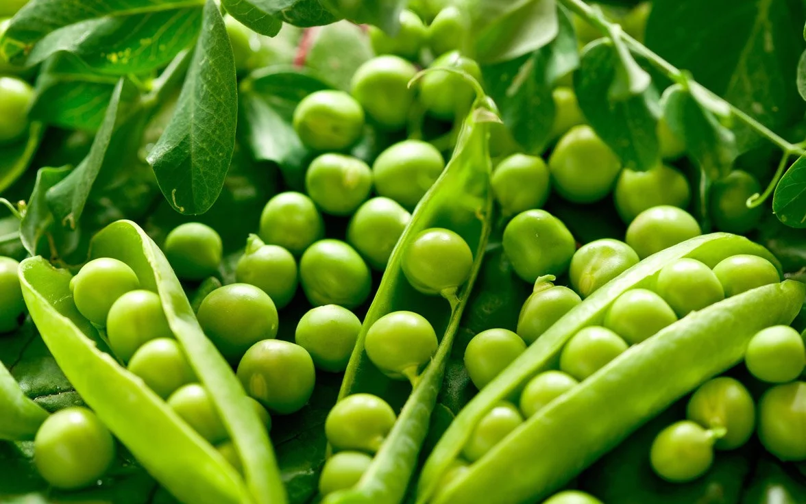 Guisante forrajero proteaginoso para sembrar. 5 Kilos. Apto para huerto o jardín.