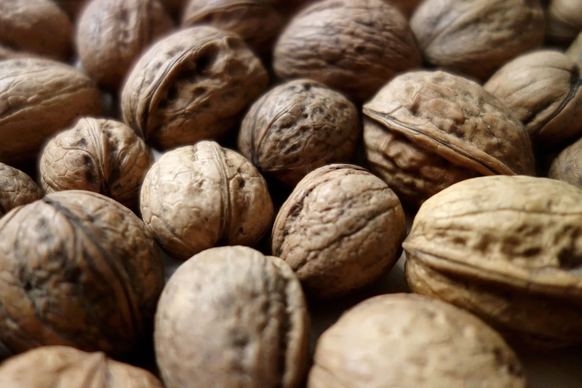 IGART FOOD & WOOD Nueces con Cáscara Polacas Naturales de la Última Cosecha Ricas en Omega-3 Frutos Secos Crudos Sin Tratar Sabor Intenso para una Dieta Saludable Snack Energético y Nutritivo, 15kg