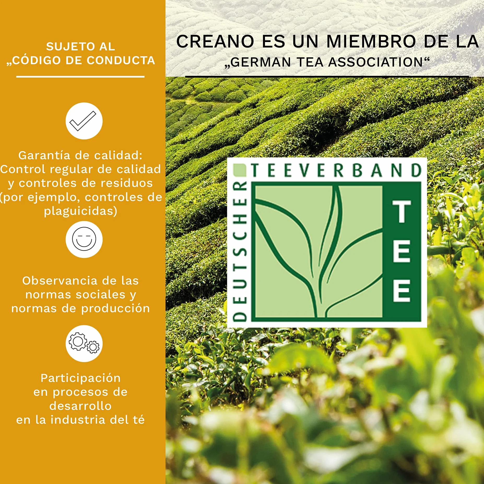 Creano Teelini Flores de Té Blanco Paquete XL 36 uds Mix 4 Sabores